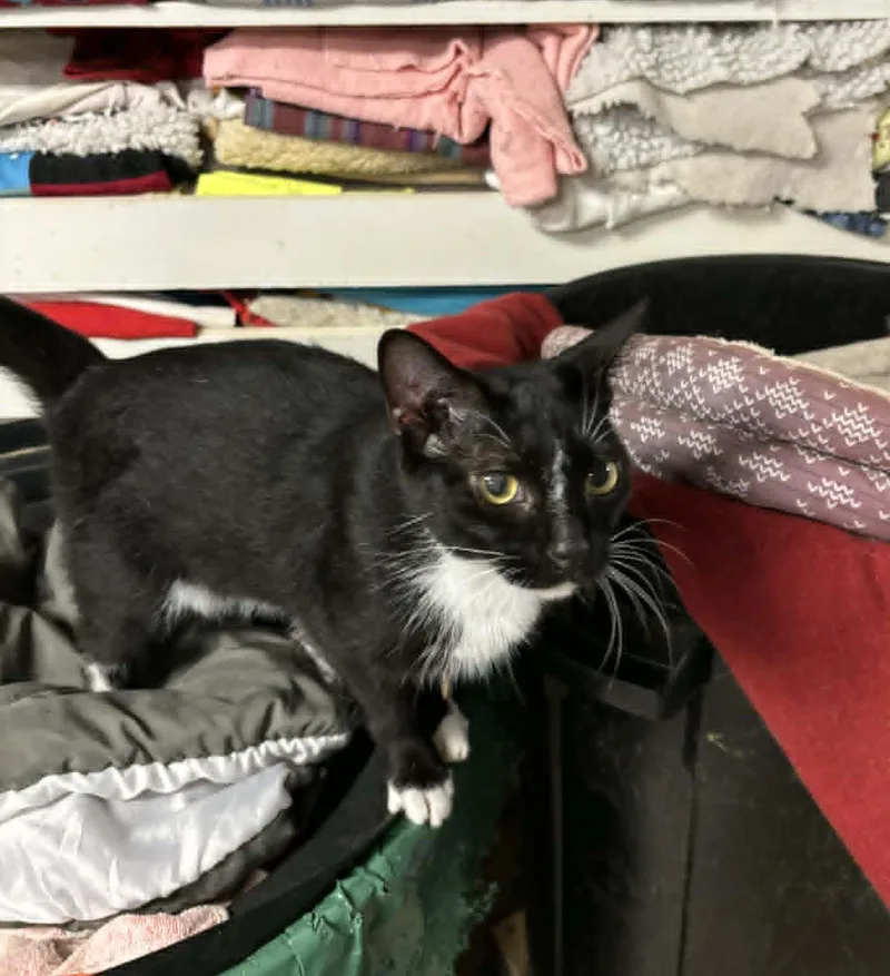 An adult medium-sized female Black Domestic Short Hair cat named Tink for adoption in Robinson, IL
