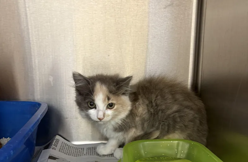 A baby medium-sized female Dilute Calico Calico cat named Barbie for adoption in Ashland, VA