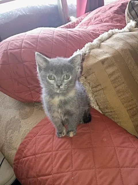 A baby medium-sized female Domestic Short Hair cat named Tabitha for adoption in San Antonio, TX