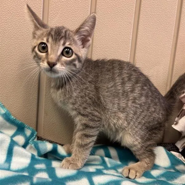 A baby small-sized female Gray / Blue / Silver Domestic Short Hair cat named River for adoption in Hawthorne, CA