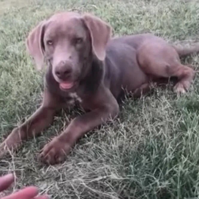 A young small-sized female Gray / Blue / Silver Weimaraner dog named Georgia for adoption in Midland, TX