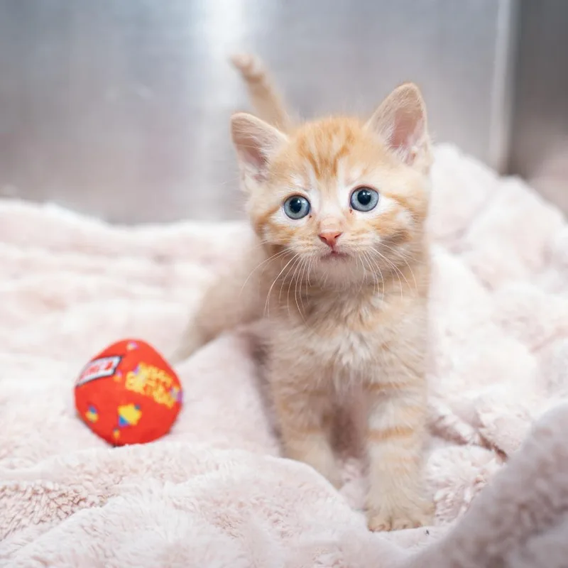 A baby small-sized male Domestic Short Hair cat named Apple Jacks for adoption in Los Angeles, CA