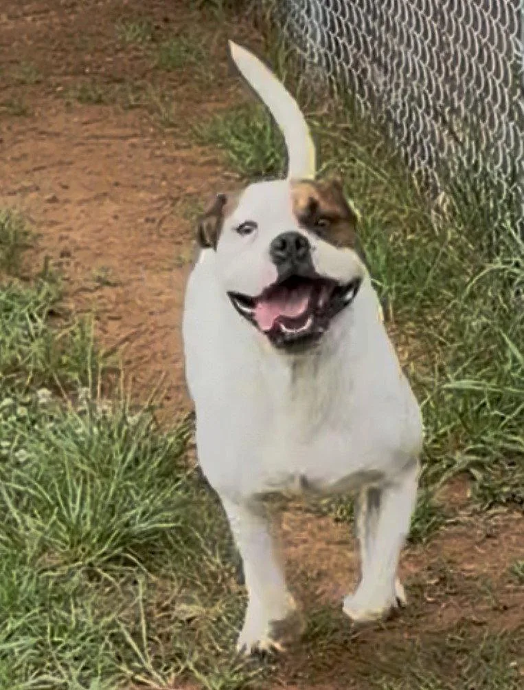 A young large-sized male Boxer dog named Bowser for adoption in Carrollton, GA
