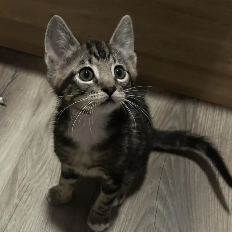 A baby small-sized male Tabby (Brown / Chocolate) Domestic Short Hair cat named Klause for adoption in Tulsa, OK