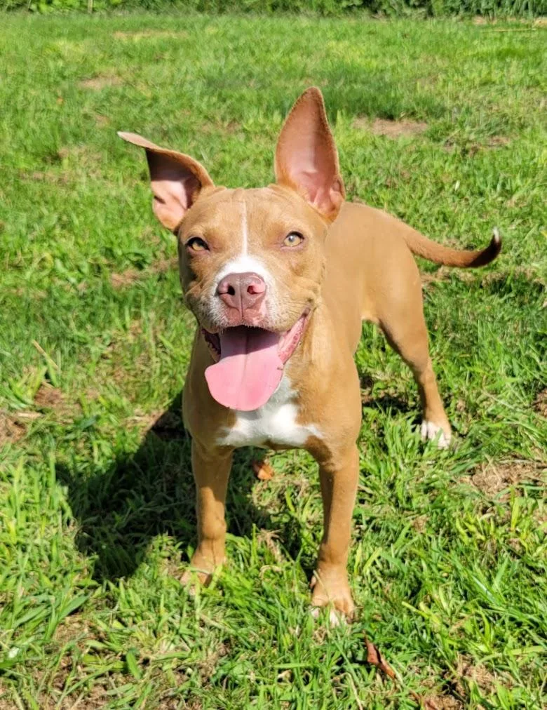 A young medium-sized female Yellow / Tan / Blond / Fawn Pit Bull Terrier dog named Astrid for adoption in Lisbon, OH
