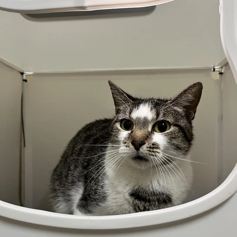 A young medium-sized female Brown / Chocolate American Shorthair cat named Solstice for adoption in Monroeville, AL