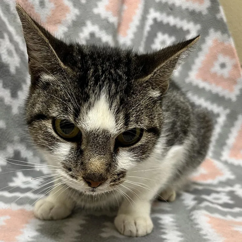 Solstice thumbnail 3