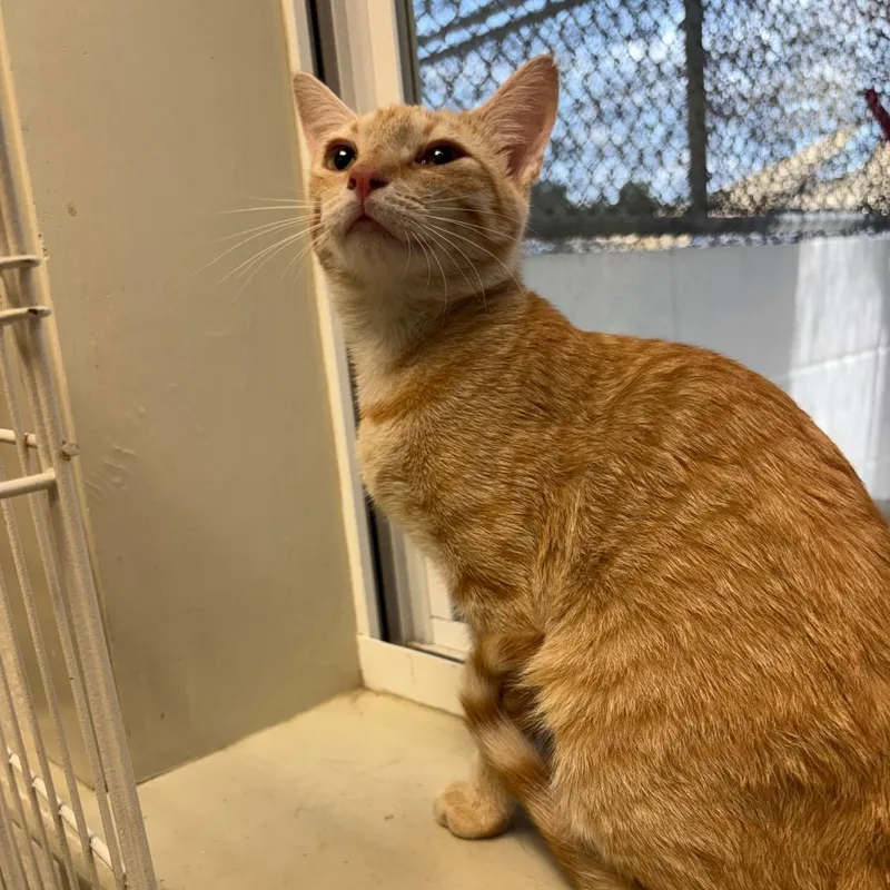 A young medium-sized female Orange / Red Domestic Short Hair cat named Lady In Orange for adoption in Harrisonburg, VA