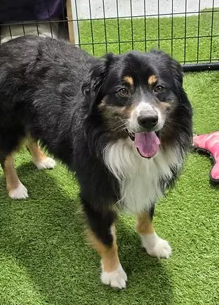 An adult medium-sized male Australian Shepherd dog named Kane for adoption in Racine, WI