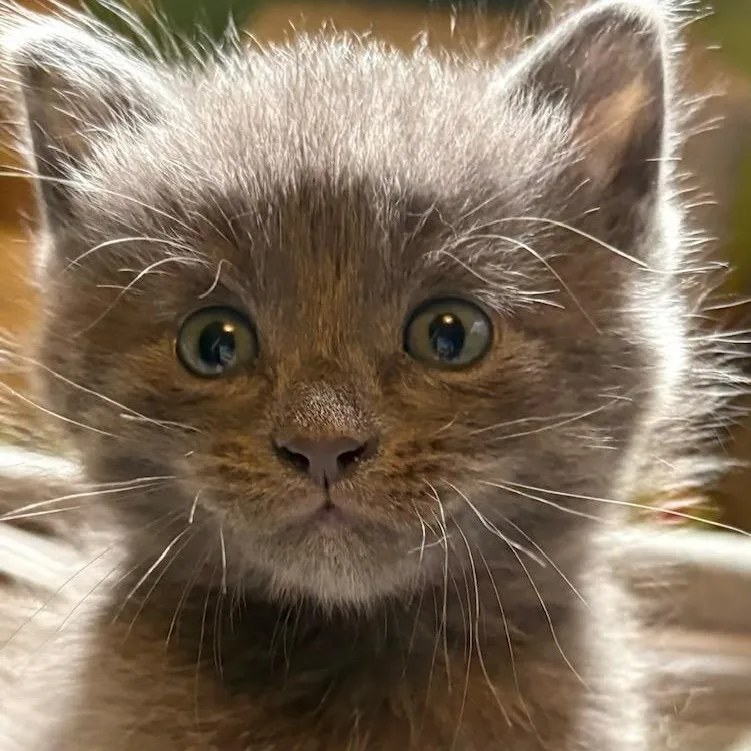 A baby medium-sized male Gray / Blue / Silver Domestic Short Hair cat named Justice for adoption in Johnson City, TN