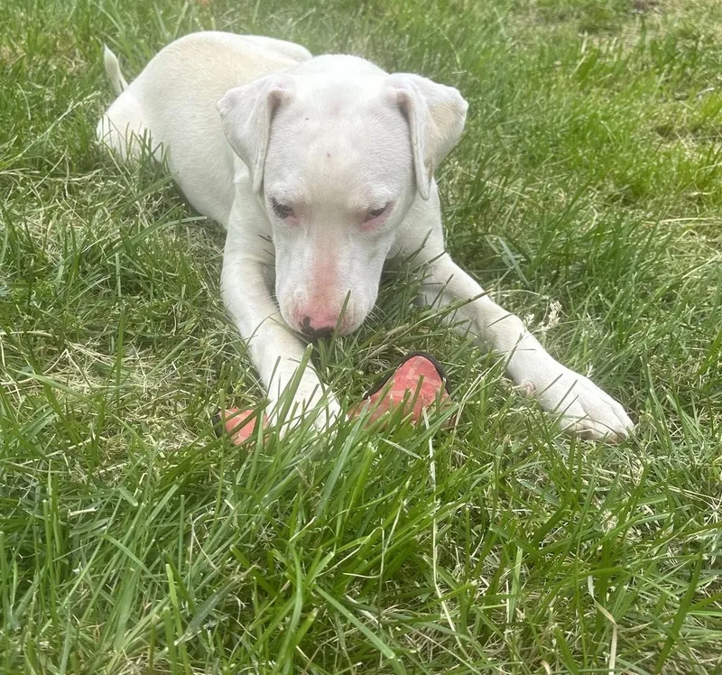 A young medium-sized male White / Cream Pit Bull Terrier dog named Ozzie for adoption in Homer Glen, IL
