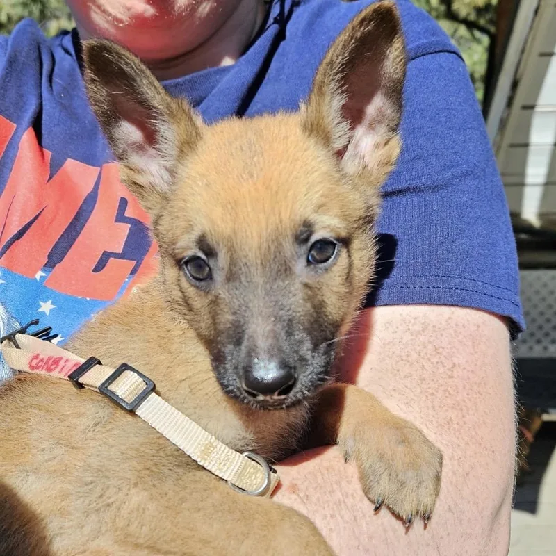 A baby small-sized male Brown / Chocolate German Shepherd Dog dog named Peaches Corbin for adoption in Lakewood, CO