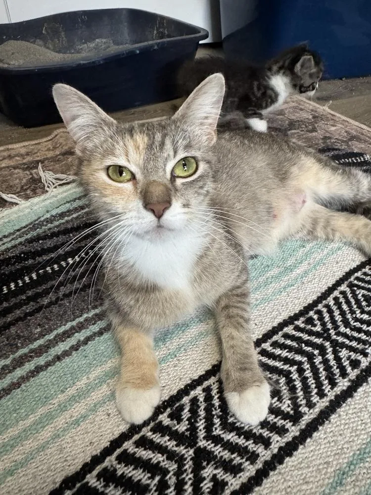 Kali