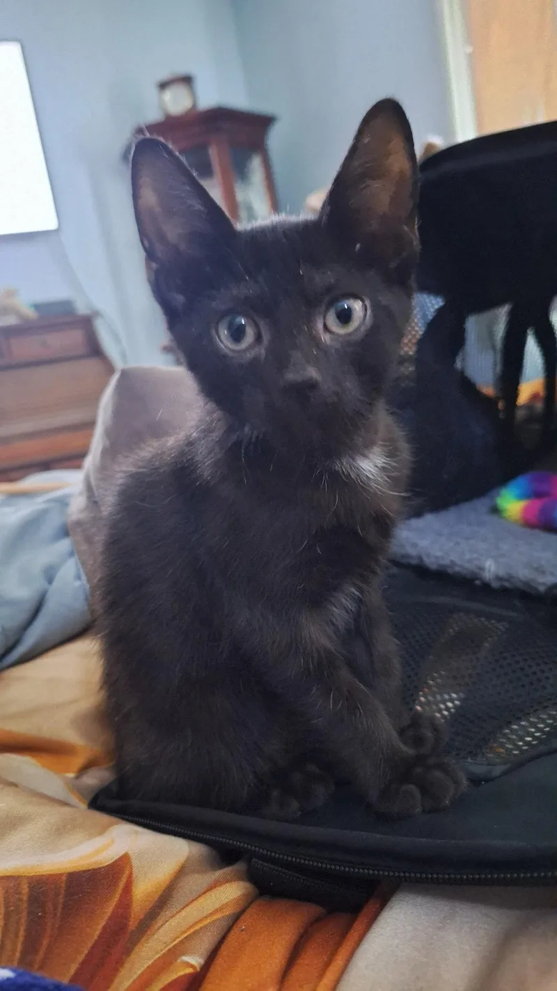 A baby medium-sized male Domestic Short Hair cat named Moanao for adoption in Trenton, NJ