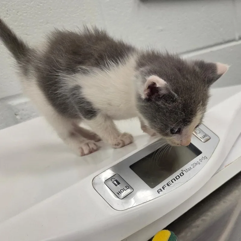A baby small-sized female Gray / Blue / Silver Domestic Short Hair cat named Mrs. Norris for adoption in Chattanooga, TN