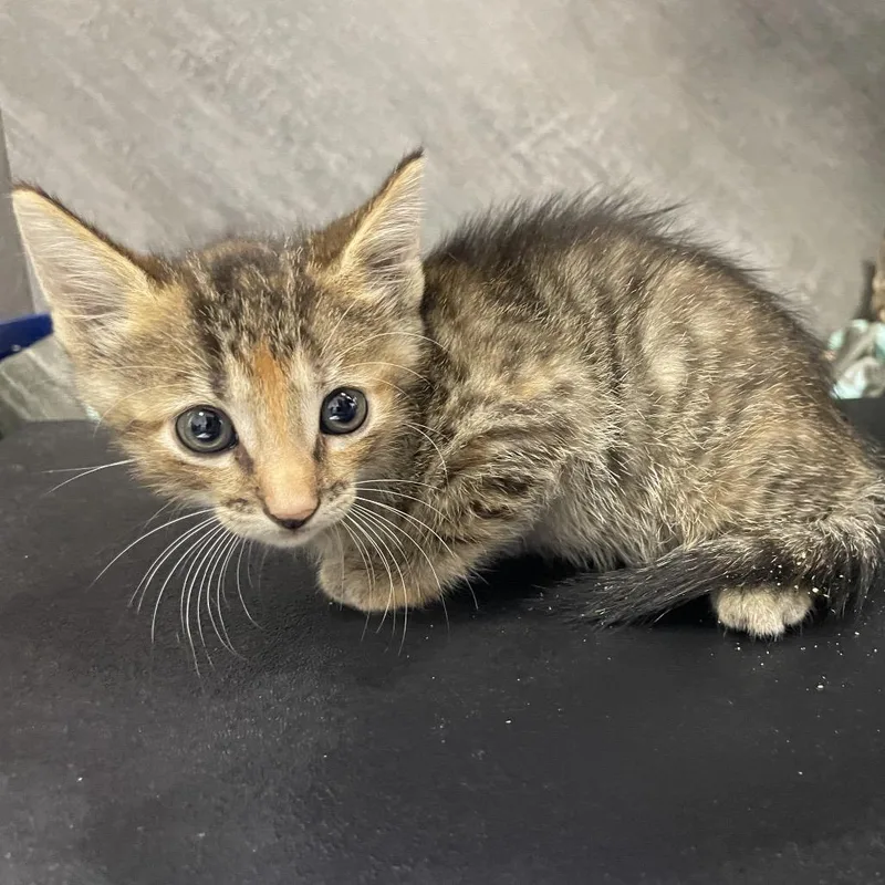 A baby small-sized male Brown / Chocolate American Shorthair cat named Jack for adoption in Dickinson, TX