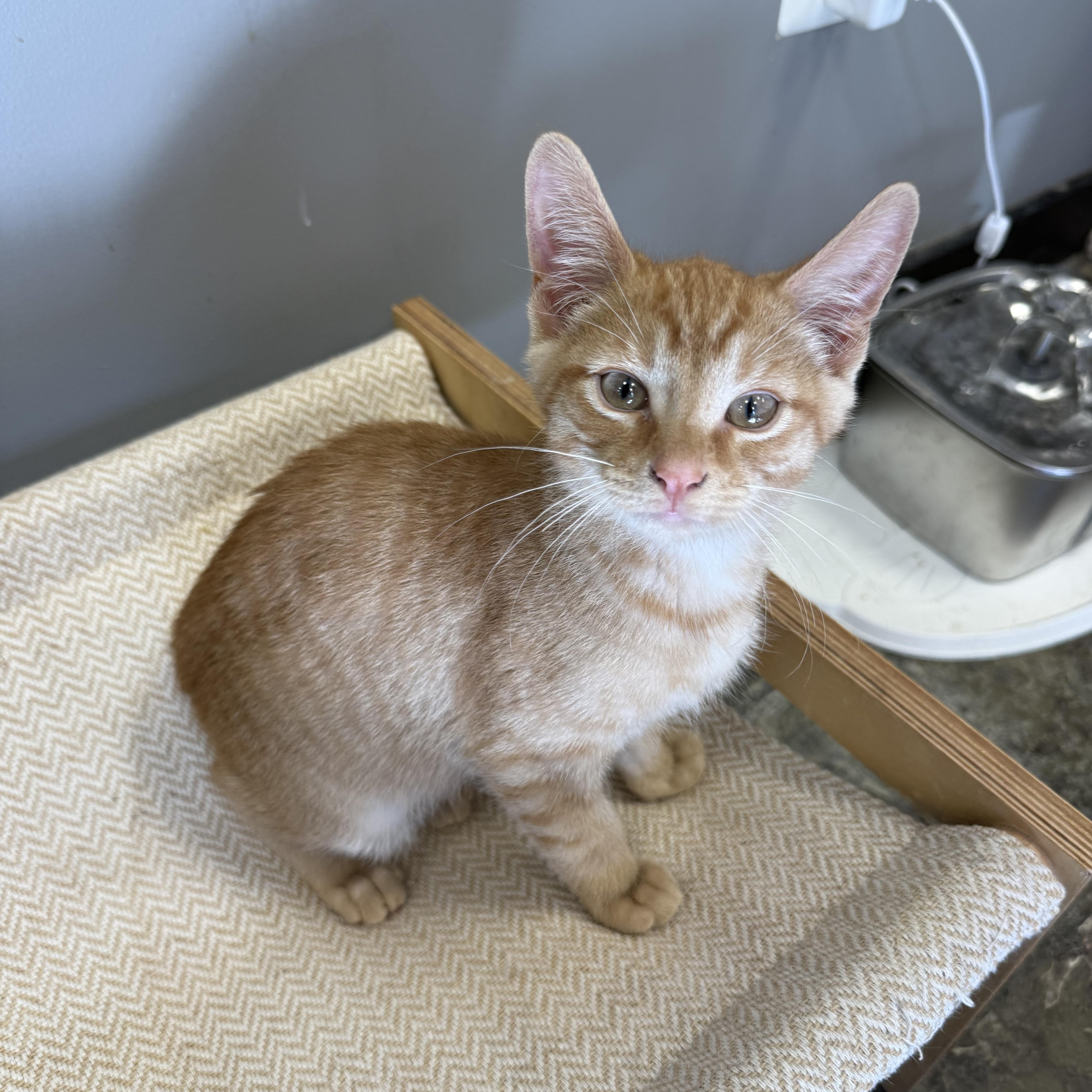 A baby medium-sized male Tabby (Orange / Red) Domestic Short Hair cat named Torch for adoption in Hamburg, NY