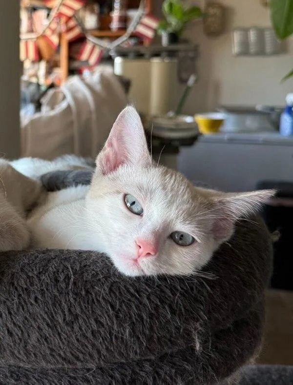 A baby small-sized female Siamese cat named Rosalie for adoption in Bonsall, CA