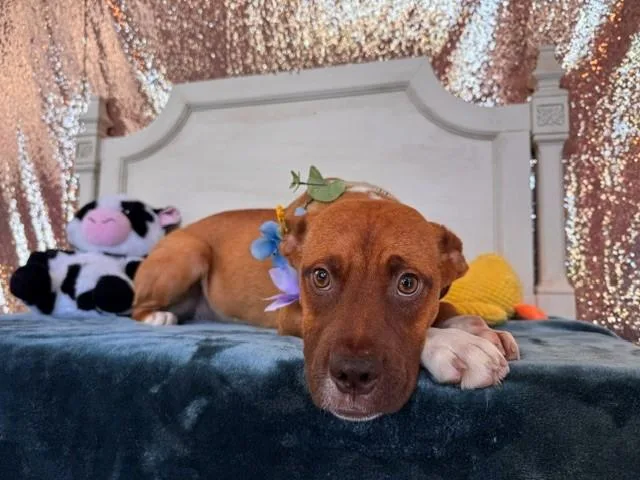 A young small-sized female Pit Bull Terrier dog named Sally for adoption in Fairfield, CA