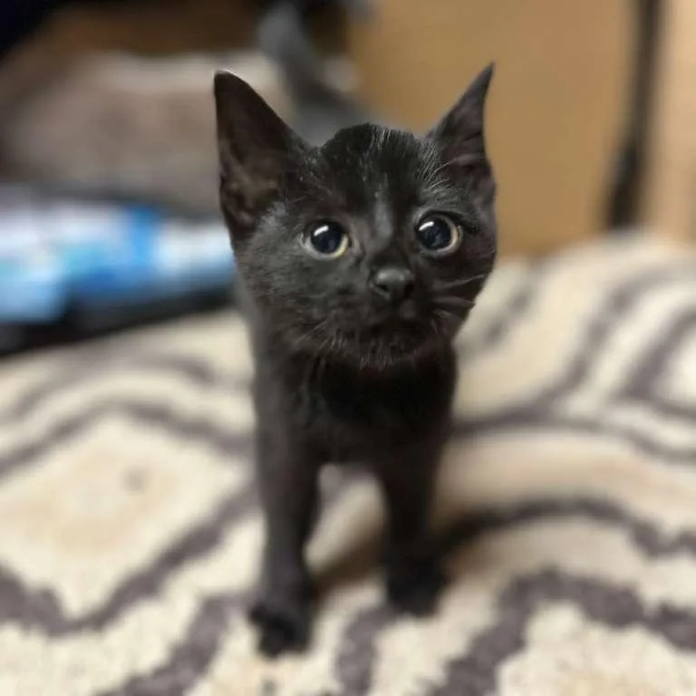 A baby small-sized female Black Domestic Short Hair cat named Vampirina for adoption in Winchester, VA