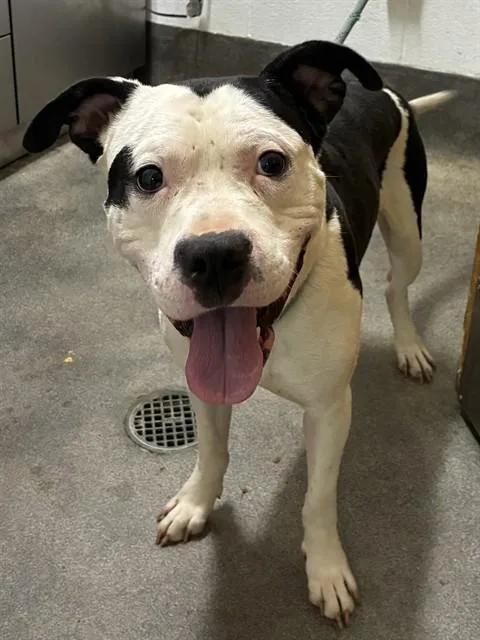 A young medium-sized male Pit Bull Terrier dog named Thanos for adoption in Upper Marlboro, MD