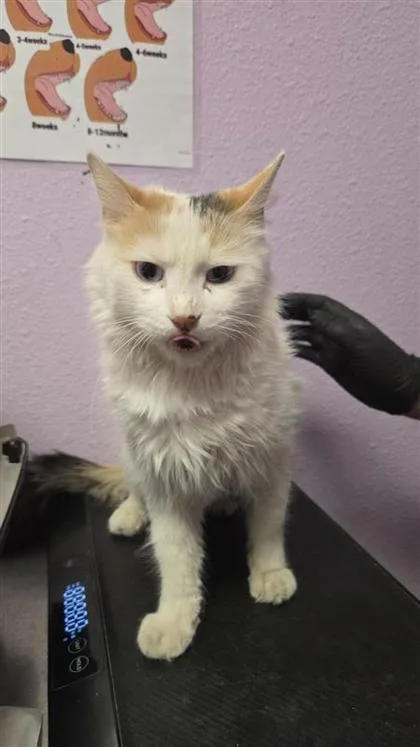 An adult small-sized female White Domestic Medium Hair cat named 60779060 for adoption in El Paso, TX