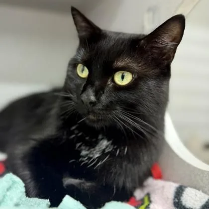 An adult small-sized male Black Domestic Short Hair cat named Kenny for adoption in Atlanta, GA