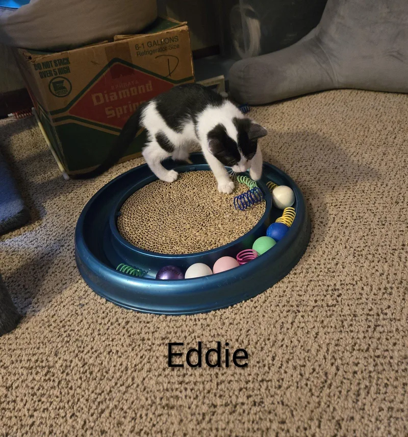 A baby medium-sized male Black & White / Tuxedo Domestic Short Hair cat named Eddie  Jenkintown Ps for adoption in Greenville, DE