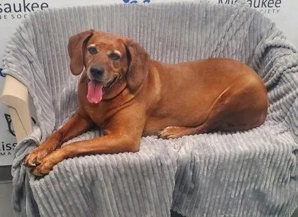 A senior extra large-sized female Redbone Coonhound dog named Burdy for adoption in Lake City, MI
