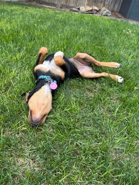 A baby medium-sized female Black Doberman Pinscher dog named Ravioli for adoption in Fort Collins, CO