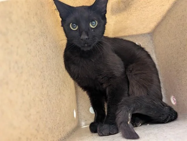 An adult medium-sized female Domestic Short Hair cat named A for adoption in Moreno Valley, CA