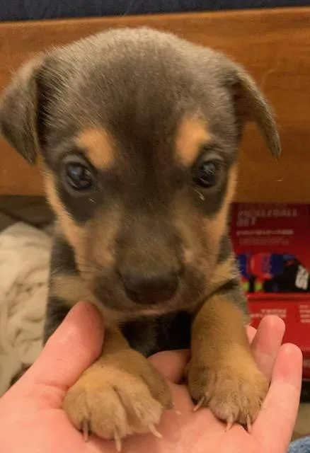 A baby medium-sized male Labrador Retriever dog named Dallas for adoption in Holly Springs, NC
