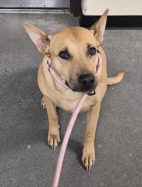 An adult large-sized female Shepherd dog named Nc for adoption in Lawrenceville, GA