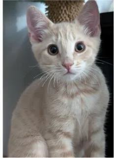 A baby small-sized female Domestic Short Hair cat named Theona for adoption in Beacon, NY