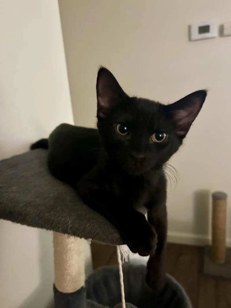 A baby medium-sized male Domestic Short Hair cat named Campari for adoption in Davis, CA