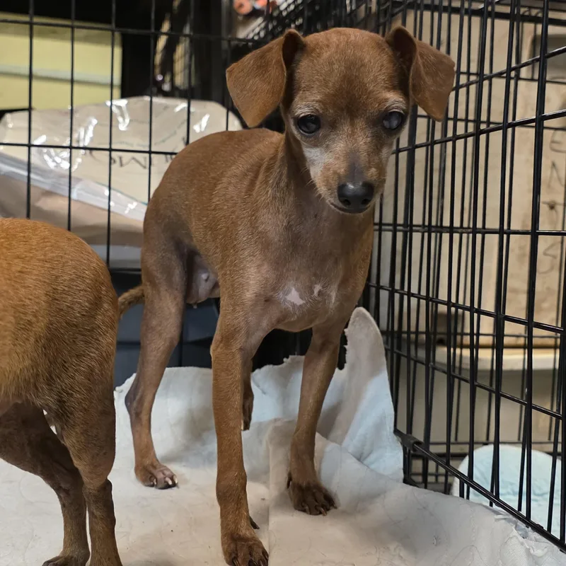 An adult small-sized female Chihuahua dog named Penny for adoption in Diamond, OH