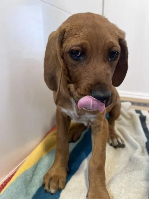 A baby small-sized male Bloodhound dog named Ginger for adoption in San Bernardino, CA