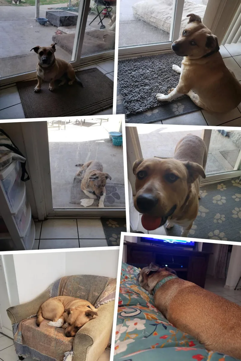A young large-sized male Black Mouth Cur dog named Lucky for adoption in Coarsegold, CA