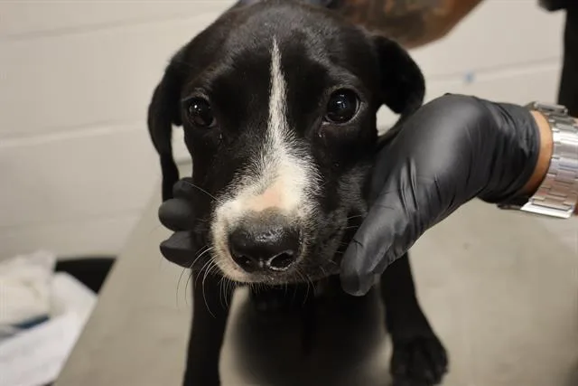 A young small-sized female Mixed Breed dog named Sawyer for adoption in Columbia, SC