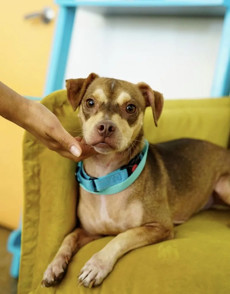 A young small-sized male Chihuahua dog named Churro for adoption in Pasadena, CA