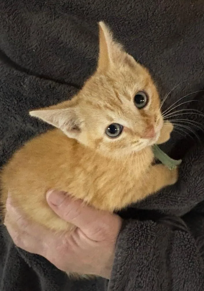A baby medium-sized male Orange / Red Domestic Short Hair cat named Mr. Teal for adoption in East Brunswick, NJ