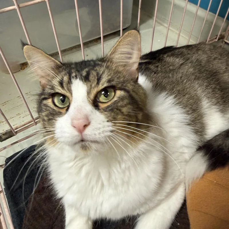 An adult medium-sized male Buff & White Domestic Long Hair cat named Murphy for adoption in Plano, TX