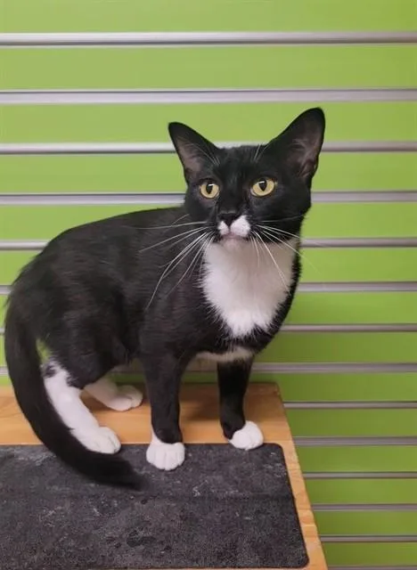 A young medium-sized female Domestic Short Hair cat named Tuxette for adoption in Saint Peters, MO
