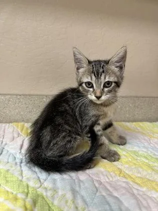 A young small-sized male Domestic Short Hair cat named Francis for adoption in Phoenix, AZ