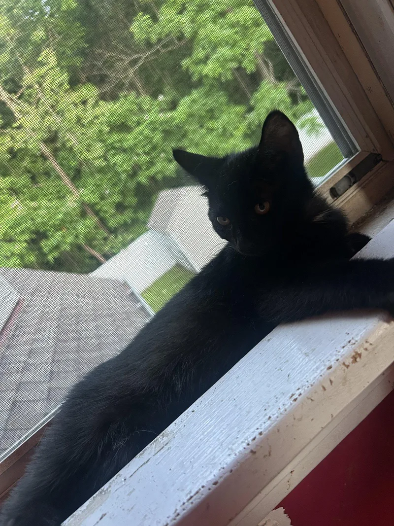 A baby medium-sized male Domestic Short Hair cat named Purrince for adoption in Naugatuck, CT