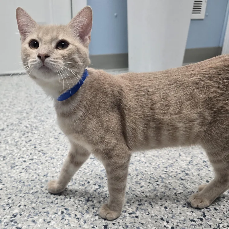 A young medium-sized male Buff / Tan / Fawn Domestic Short Hair cat named Copper for adoption in Farmington, MO