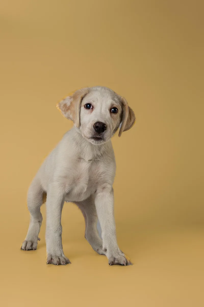 A young large-sized female Yellow / Tan / Blond / Fawn Labrador Retriever dog named Poppi for adoption in Tyler, TX
