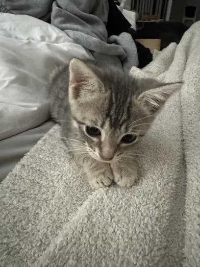 A baby small-sized male Tabby (Gray / Blue / Silver) Domestic Short Hair cat named Adidas for adoption in Liverpool, TX