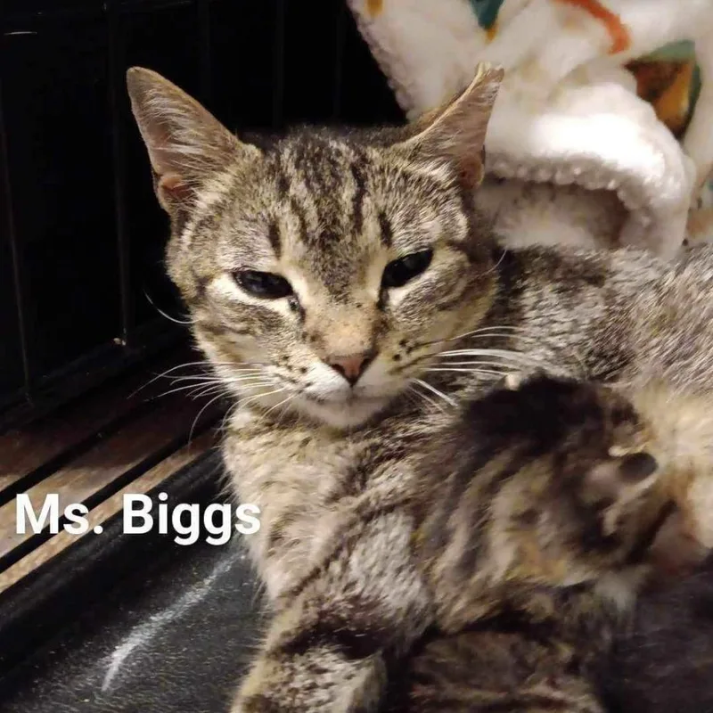 Biggs thumbnail 4