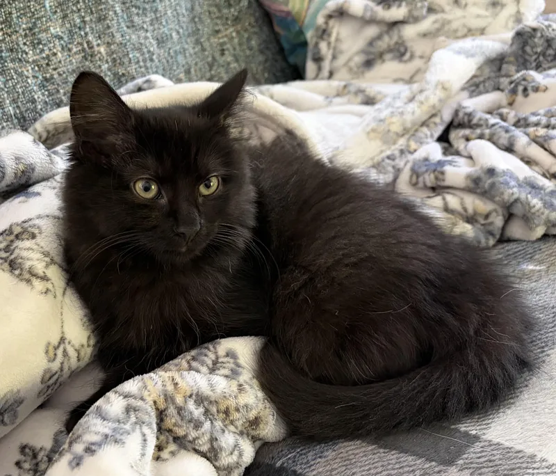 A baby medium-sized female Domestic Long Hair cat named Sealy for adoption in Mansfield Center, CT